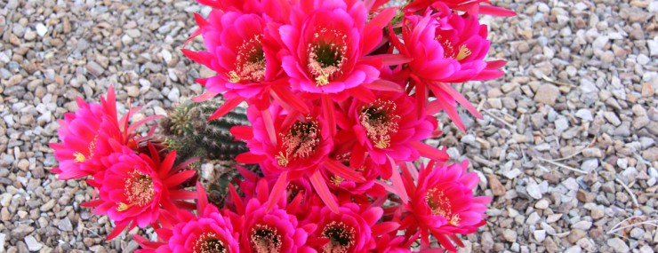 Blooming Cactus Photo